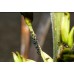 Jabon Potasico Natural Biodegradable sin Residuos para Jardin o Plantas