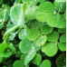 Insecticida Ecologico y Organico Natural para Jardin, Plantas o Cultivos Cero Residuos
