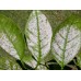 Jabon Potasico Natural Biodegradable sin Residuos para Jardin o Plantas